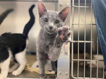 REGINA -  Domestic Short Hair Cat for Adoption in Fort Wayne, Indiana - REGINA | PetCurious