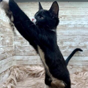 Sylvie -  Domestic Short Hair Cat for Adoption in Lexington, Kentucky - Sylvie | PetCurious