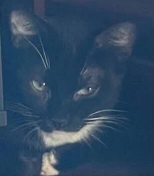 Midnight -  Domestic Short Hair Cat for Adoption in Kalama, Washington - Midnight | PetCurious