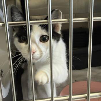 Khloe -  Domestic Medium Hair Cat for Adoption in Fort Bragg, California - Khloe | PetCurious