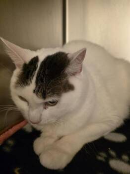 CAMERON -  Domestic Short Hair Cat Available for Adoption in West Valley City, Utah - CAMERON | PetCurious