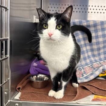 Sylvester -  Domestic Short Hair Cat for Adoption in Pittsburgh, Pennsylvania - Sylvester | PetCurious