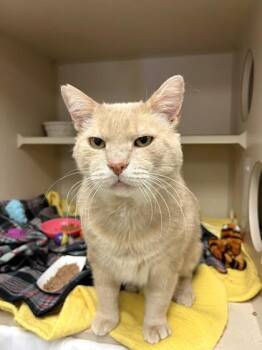 Bear -  Domestic Short Hair Cat for Adoption in Quakertown, Pennsylvania - Bear | PetCurious