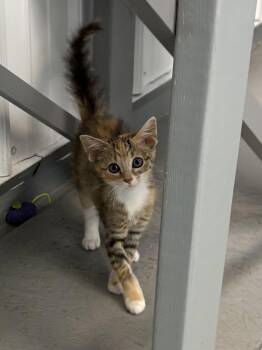 Xena -  American Shorthair Cat for Adoption in Big Rapids, Michigan - Xena | PetCurious