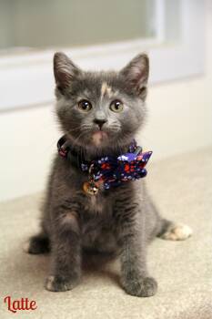 Domestic Short Hair Cats Available for Adoption in Vinton, Iowa - Latte | PetCurious