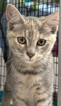 Eira -  Domestic Short Hair Cat for Adoption - Eira | PetCurious