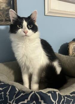 Rescue Domestic Medium Hair Cats for Adoption in Dunkirk, New York - Rosie | PetCurious