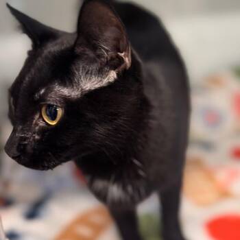 American Shorthair Cats Available for Adoption in Wheeling, Illinois - Coco | PetCurious