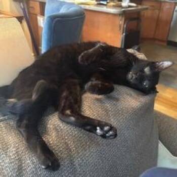 Van Gogh -  Domestic Short Hair Cat for Adoption in Washington, District Of Columbia - Van Gogh | PetCurious