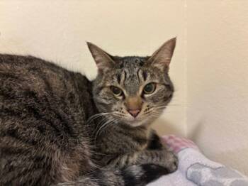 Rescue Domestic Short Hair Cats for Adoption in Everett, Washington - Nevada | PetCurious