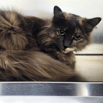 Domestic Long Hair Cats Available for Adoption in Austin, Texas - Smokey Bunny | PetCurious