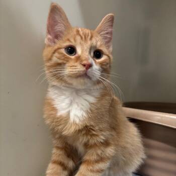 Winston 30C26 -  Domestic Short Hair Cat for Adoption in Napoleon, Ohio - Winston 30C26 | PetCurious