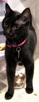 Ava -  Domestic Short Hair Cat for Adoption in Stanwood, Washington - Ava | PetCurious