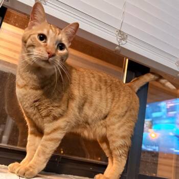 Domestic Short Hair Cats Available for Adoption in Layton, Utah - Oliver | PetCurious