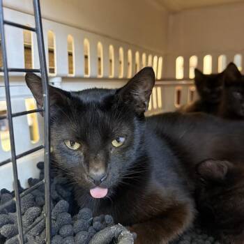 Good Witch -  Domestic Short Hair Cat for Adoption in Austin, Texas - Good Witch | PetCurious