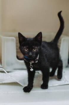 94806a Fred-PetSmart West Ashley -  Domestic Short Hair Cat for Adoption in North Charleston, South Carolina - 94806a Fred-PetSmart West Ashley | PetCurious