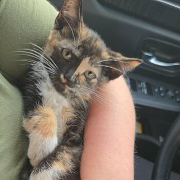 Crabcake (paired with Lobster) -  Domestic Short Hair Cat for Adoption in Reisterstown, Maryland - Crabcake (paired With Lobster) | PetCurious