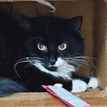 Domestic Short Hair Cats Available for Adoption in Roanoke, Virginia - Tux | PetCurious
