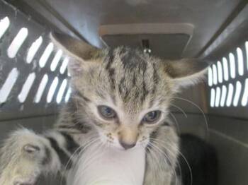 A383090 -  Domestic Short Hair Cat for Adoption in Ocala, Florida - A383090 | PetCurious