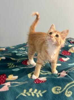 Prairie -  Domestic Medium Hair Cat for Adoption in Columbus, Minnesota - Prairie | PetCurious
