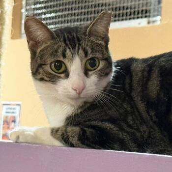 Landau -  Domestic Short Hair Cat for Adoption in Tucson, Arizona - Landau | PetCurious
