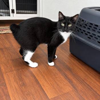 Missy Manx -  Manx Cat for Adoption in Fresno, California - Missy Manx | PetCurious