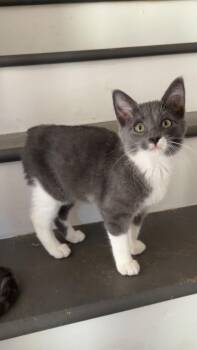 Silk -  Domestic Short Hair Cat for Adoption in Douglasville, Georgia - Silk | PetCurious