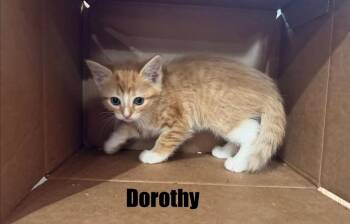 Dorothy -  Domestic Short Hair Cat for Adoption in Reeseville, Wisconsin - Dorothy | PetCurious