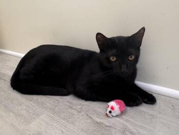 Rescue Domestic Short Hair Cats for Adoption in East Northport, New York - Goldie | PetCurious