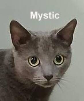 Mystic Shes. (loving and affectionate) ("sister" to Salem & Magi -  Domestic Short Hair Cat for Adoption in Stowe, Pennsylvania - Mystic Shes. (loving And Affectionate) ("sister" To Salem & Magi | PetCurious