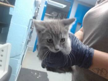 BARN -  Domestic Short Hair Cat for Adoption in Albuquerque, New Mexico - BARN | PetCurious