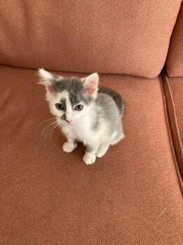 Sean -  Domestic Medium Hair Cat for Adoption in Salisbury, North Carolina - Sean | PetCurious