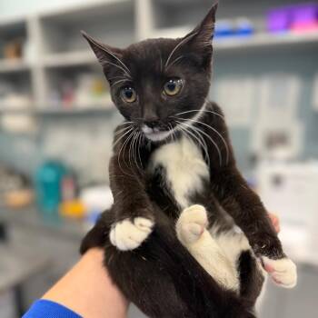 Tundra -  Domestic Short Hair Cat for Adoption in Greensboro, North Carolina - Tundra | PetCurious