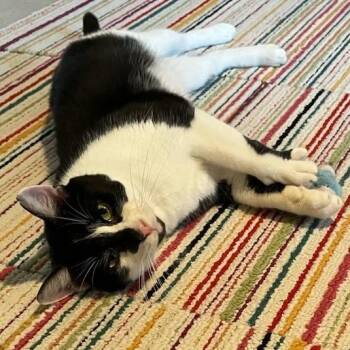 Rescue Domestic Short Hair Cats for Adoption in Eaton Rapids, Michigan - Cheeky Memory 55120 | PetCurious