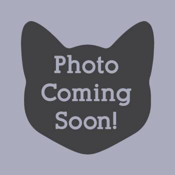 Rickky -  Domestic Short Hair Cat for Adoption in Norristown, Pennsylvania - Rickky | PetCurious