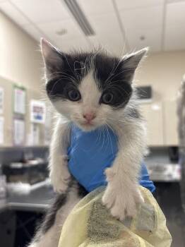 Domestic Short Hair Cats Available for Adoption in Las Vegas, Nevada - NINA | PetCurious