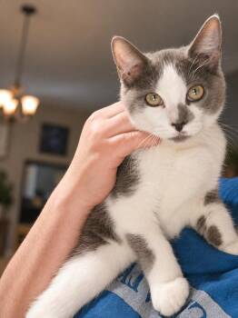 Lock -  Domestic Short Hair Cat for Adoption in Deltona, Florida - Lock | PetCurious