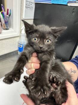 Rescue Domestic Short Hair Cats for Adoption in Pomona, New York - Zena | PetCurious