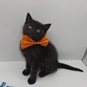 Domestic Short Hair Cats Available for Adoption in Mobile, Alabama - Astro | PetCurious