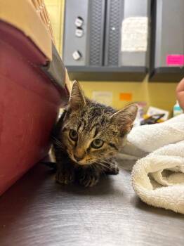 Jinx -  Domestic Short Hair Cat for Adoption in Crossville, Tennessee - Jinx | PetCurious