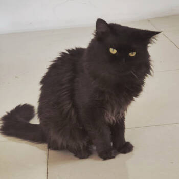 Rescue Domestic Long Hair Cats for Adoption in Merrifield, Virginia - Loki Kuwait | PetCurious