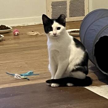 Eenie -  Domestic Short Hair Cat for Adoption in Spokane, Washington - Eenie | PetCurious