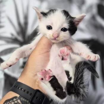 Domestic Short Hair Cats Available for Adoption in Wahiawa, Hawaii - Bagel Bite | PetCurious