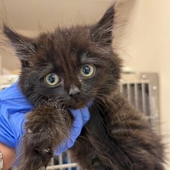 Stormy -  Domestic Long Hair Cat for Adoption in Kanab, Utah - Stormy | PetCurious