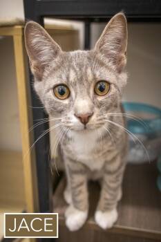 Tabby and Tuxedo Cats Available for Adoption - Jace (FCID# 03/23/2026 - 93 Brookhaven PS) C | PetCurious