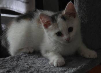 Rescue Domestic Short Hair Cats for Adoption in Greene, New York - Tara 2 | PetCurious