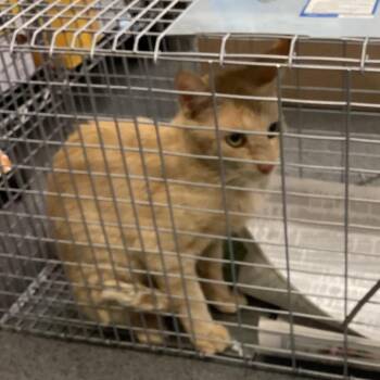 Whiskers -  Domestic Medium Hair Cat for Adoption in Montgomery, Alabama - Whiskers | PetCurious