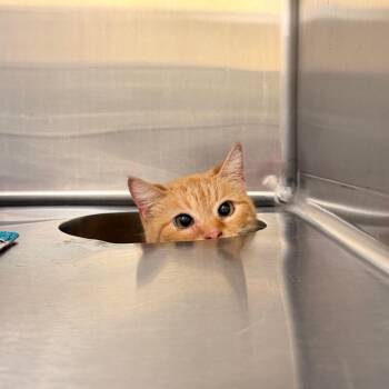 Domestic Short Hair Cats Available for Adoption in Indianapolis, Indiana - Baby Boy | PetCurious