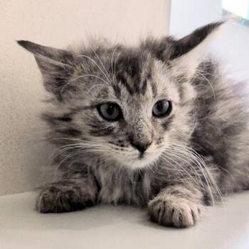 Walrus -  Domestic Short Hair Cat for Adoption in Reno, Nevada - Walrus | PetCurious