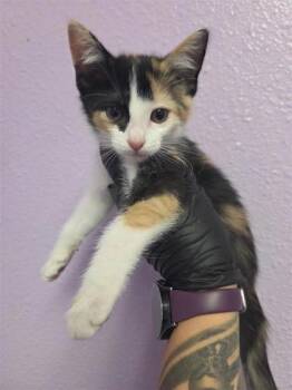 61318529 -  Domestic Short Hair Cat for Adoption in El Paso, Texas - 61318529 | PetCurious